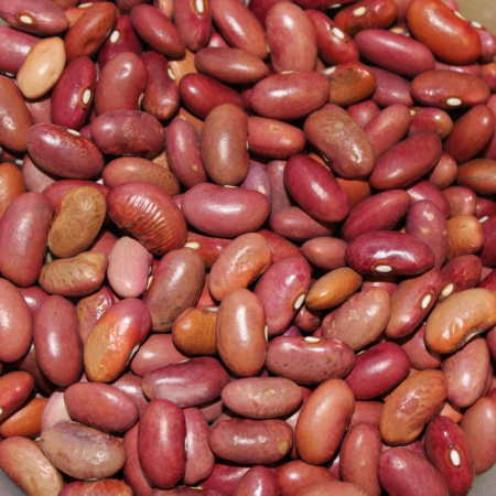 Фасоль зерновая Пурпурная (10 шт) фото в интернет-магазине "Сортовые семена"