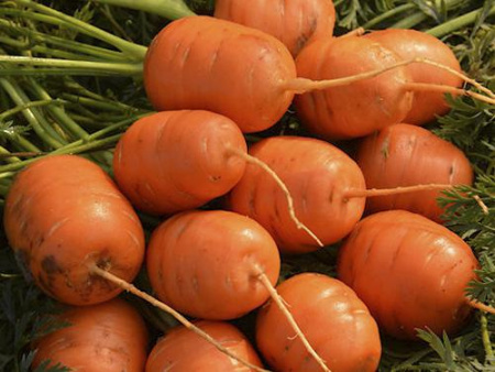 Морковь Парижская каротель 1,0 г б/п фото в интернет-магазине "Сортовые семена"