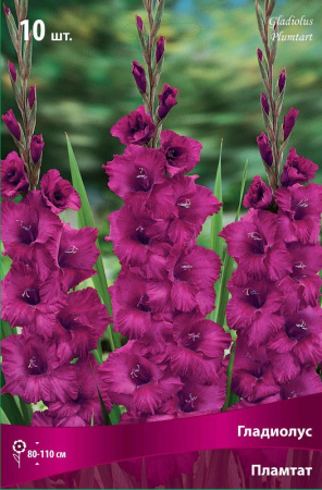 Гладиолус Пламтат (крупноцветковый) фото в интернет-магазине "Сортовые семена"