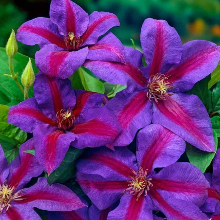 Клематис (крупноцветковый) - Вайлдфаер фото в интернет-магазине "Сортовые семена"