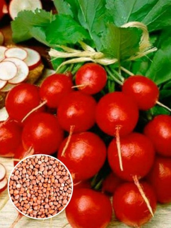Редис Сакса (1 кг) фото в интернет-магазине "Сортовые семена"