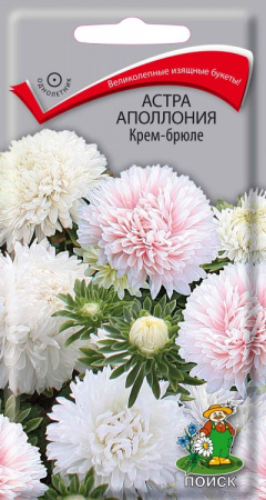 Астра Аполлония Крем-брюле (ЦП) 0,3 фото в интернет-магазине "Сортовые семена"