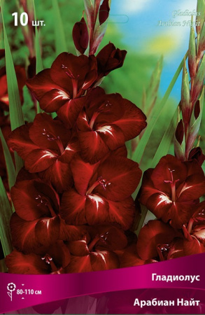 Гладиолус Арабиан Найт (крупноцветковый) фото в интернет-магазине "Сортовые семена"