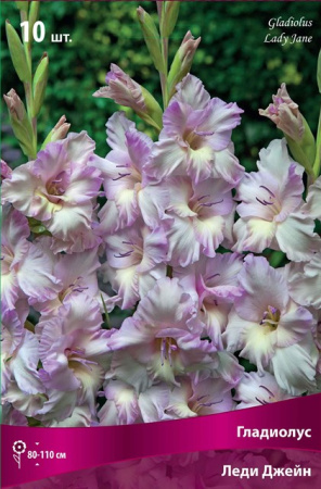 Гладиолус Леди Джейн (крупноцветковый) фото в интернет-магазине "Сортовые семена"