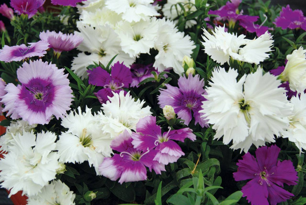 Фото Гвоздика Диана Лавендина Микс, 100шт. Профессиональная упаковка