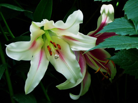 Лилия Нимфа ОТ-гибриды фото в интернет-магазине "Сортовые семена"