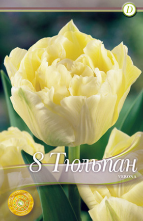 Тюльпан Верона фото в интернет-магазине "Сортовые семена"
