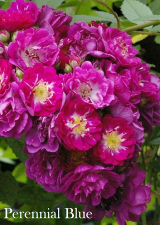 Роза Perennial Blue фото в интернет-магазине "Сортовые семена"