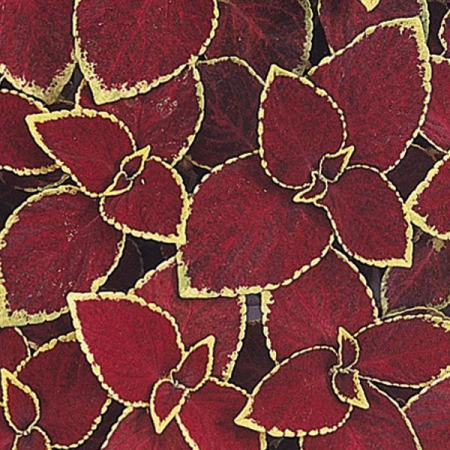 Колеус Визард Скарлет, 1000 штук Профессиональная упаковка фото в интернет-магазине "Сортовые семена"