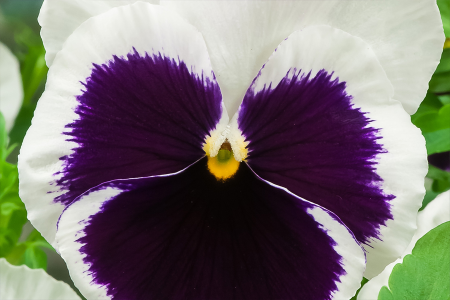 Виола виттрока Экстрада Вайт Блотч, 1000 штук Профессиональная упаковка фото в интернет-магазине "Сортовые семена"