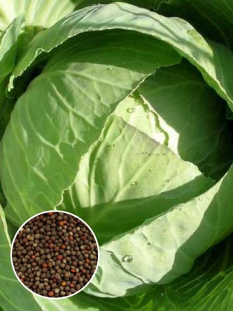 Капуста б/к Южанка (1 кг) фото в интернет-магазине "Сортовые семена"