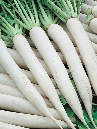 Дайкон японский длинный фермерская фас. 25г фото в интернет-магазине "Сортовые семена"