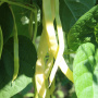 Фасоль овощная вьющаяся Восточный деликатес (10 шт) фото в интернет-магазине "Сортовые семена"