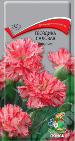 Гвоздика садовая Авранчин (ЦП) 0,1 фото в интернет-магазине "Сортовые семена"