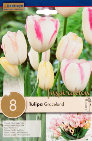 Тюльпан Грейслэнд фото в интернет-магазине "Сортовые семена"