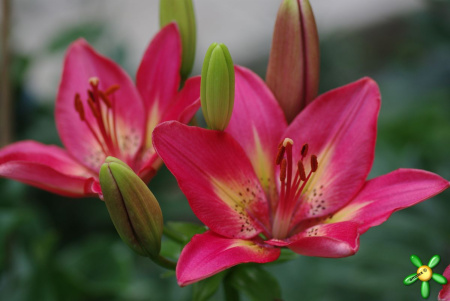 Лилия Арсенал Азиатские гибриды фото в интернет-магазине "Сортовые семена"