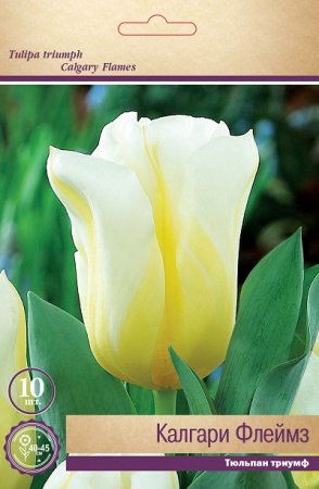Тюльпан (Триумф) Калгари Флеймз фото в интернет-магазине "Сортовые семена"