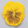 Виола крупноцветковая Кетс Еллоу, 100шт. Профессиональная упаковка фото в интернет-магазине "Сортовые семена"