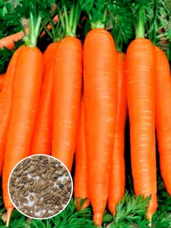 Морковь Осенний Король (1 кг) фото в интернет-магазине "Сортовые семена"