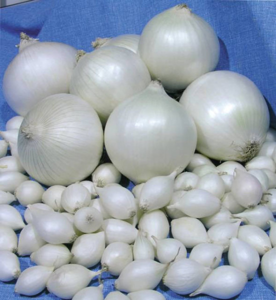 Лук репчатый севок Стардаст (10-24) фото в интернет-магазине "Сортовые семена"