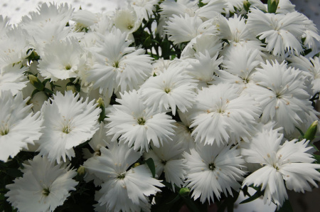 Гвоздика Диана Вайт, 100шт. Профессиональная упаковка фото в интернет-магазине "Сортовые семена"