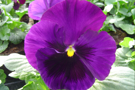 Виола виттрока Экстрада Блю Блотч, 1000 штук Профессиональная упаковка фото в интернет-магазине "Сортовые семена"