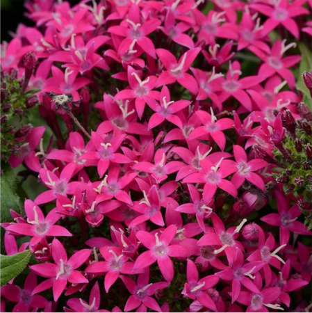 Пентас Лаки Стар Дип Пинк, 100 драже Профессиональная упаковка фото в интернет-магазине "Сортовые семена"