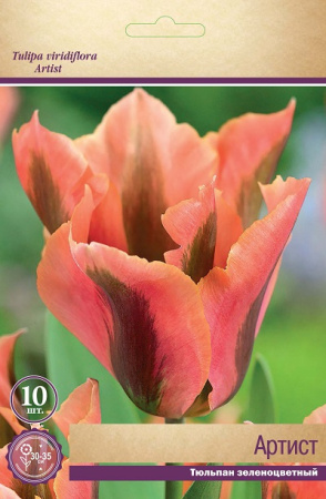 Тюльпан зеленоцветный Артист фото в интернет-магазине "Сортовые семена"