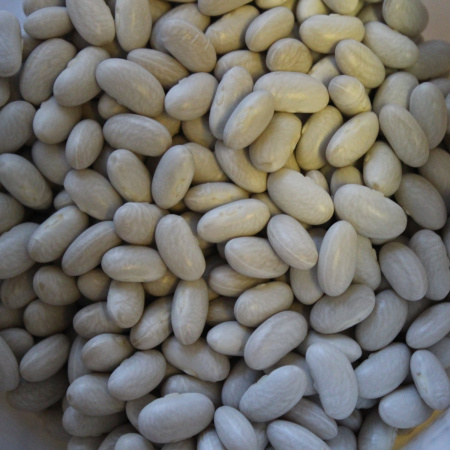 Фасоль зерновая Светлая (10 шт) фото в интернет-магазине "Сортовые семена"