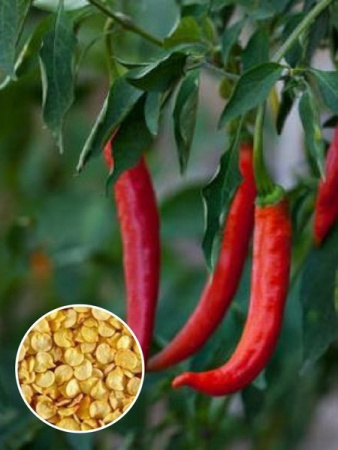 Перец острый Огненный вулкан (1 кг) фото в интернет-магазине "Сортовые семена"