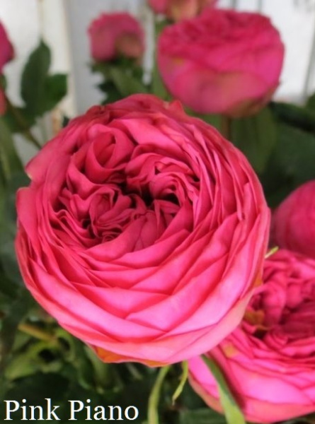 Роза Pink Piano фото в интернет-магазине "Сортовые семена"