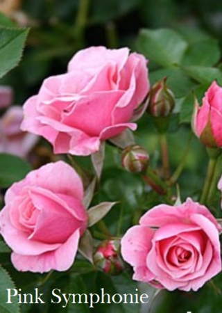 Роза Pink Symphonie фото в интернет-магазине "Сортовые семена"