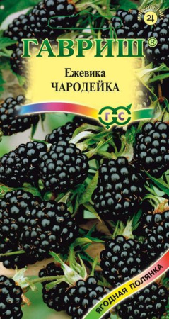 Ежевика Чародейка 10 шт. фото в интернет-магазине "Сортовые семена"