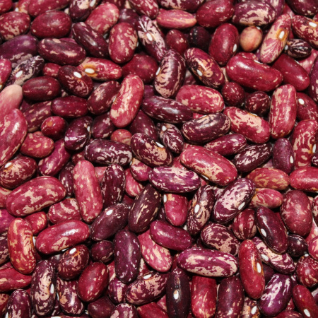 Фасоль зерновая Красно-пестрая (10 шт) фото в интернет-магазине "Сортовые семена"