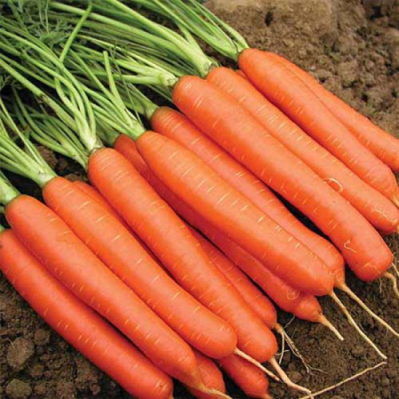 Морковь Роял Форто (Тирам) фото в интернет-магазине "Сортовые семена"