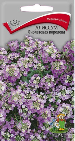 Алиссум Фиолетовая королева (ЦП) 0,3 фото в интернет-магазине "Сортовые семена"