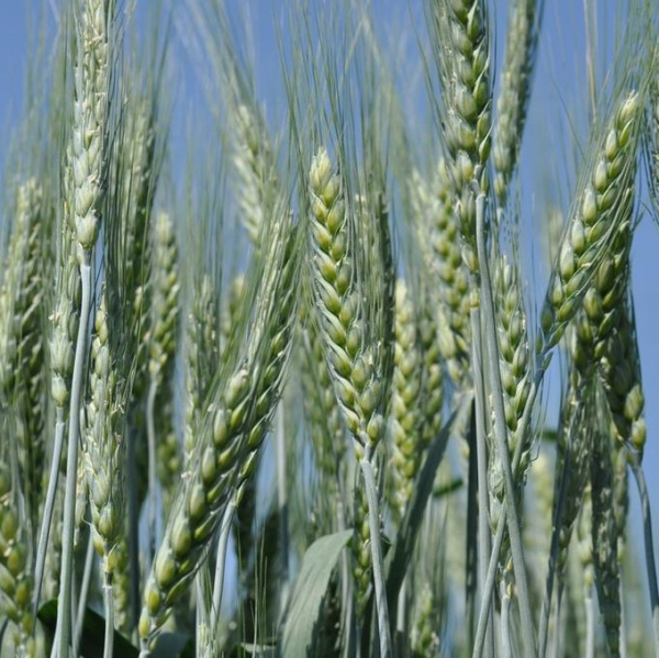 Пшеница озимая Лагуна фото в интернет-магазине "Сортовые семена"