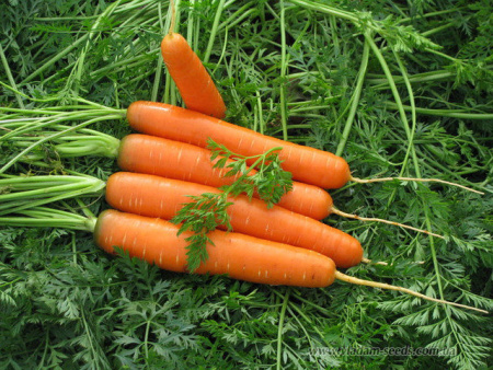 Морковь Ройал Форто фермерская фас. 25г фото в интернет-магазине "Сортовые семена"