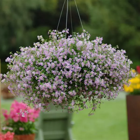 Бакопа Блютопия (Семена Профи) (ЦВ) ("1) 5шт фото в интернет-магазине "Сортовые семена"