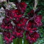 Гладиолус Блэк Стар (крупноцветковый) фото в интернет-магазине "Сортовые семена"