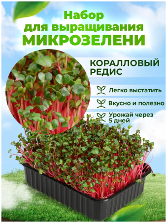 Набор для выращивания микрозелени "Коралловый редис" 5,5 г АСТ фото в интернет-магазине "Сортовые семена"