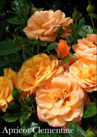 Роза Apricot Clementine фото в интернет-магазине "Сортовые семена"