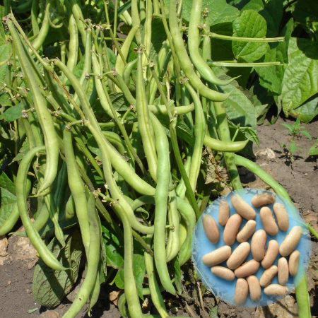 Фасоль овощная Дарина ® (10 шт.) фото в интернет-магазине "Сортовые семена"