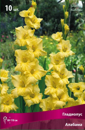 Гладиолус Алабама (крупноцветковый) фото в интернет-магазине "Сортовые семена"