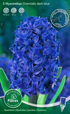 ГИАЦИНТ (садовый) - Ориенталис дак блу (Ф) фото в интернет-магазине "Сортовые семена"