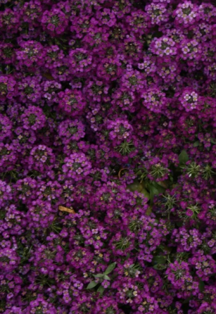 Алиссум Истер Боннет фиолетовый (CT) 1000 шт. Профессиональные семена фото в интернет-магазине "Сортовые семена"