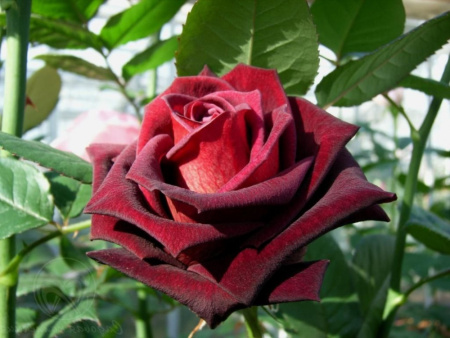 Роза Черная магия (чайно-гибридная) фото в интернет-магазине "Сортовые семена"