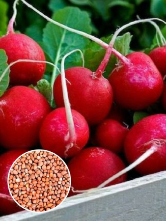 Редис Вюрцбургский (1 кг) фото в интернет-магазине "Сортовые семена"