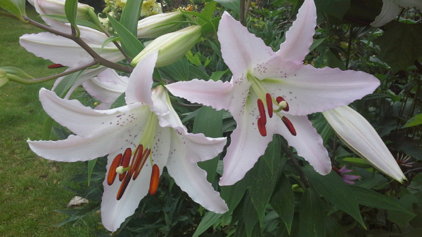 Фото Лилия Марко Поло Восточные гибриды