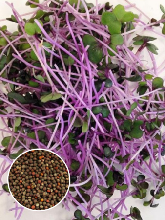 Капуста кольраби светло-фиолетовая для проращивания фото в интернет-магазине "Сортовые семена"